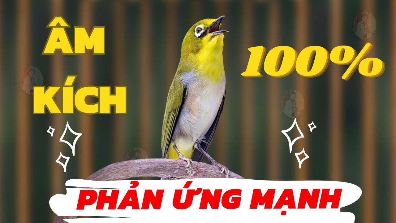 Khuyên líu kích bổi | Kích lửa vành khuyên líu đấu | Luyện giọng khuyên líu đấu căng lửa
