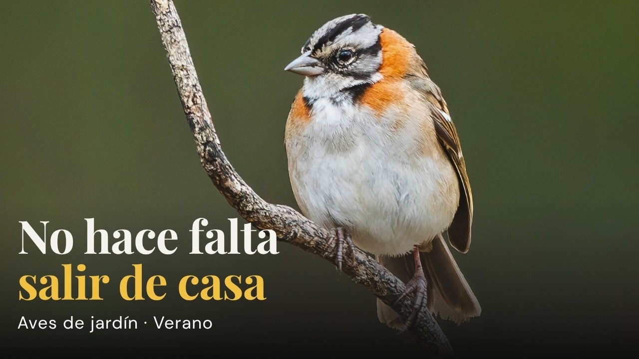 Las aves que visitan mi jardín en verano