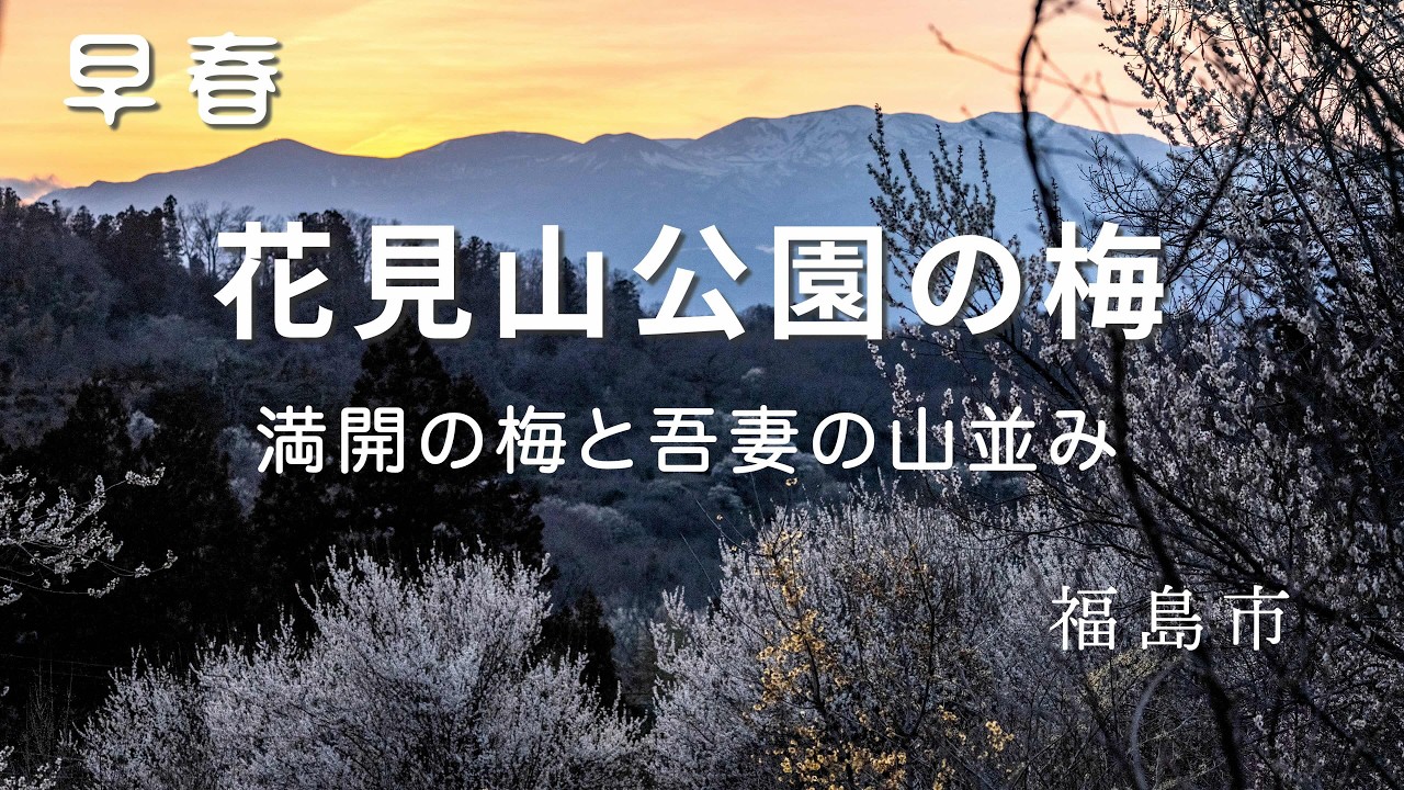【花見山公園の梅】満開の梅が吾妻の山並みに映える