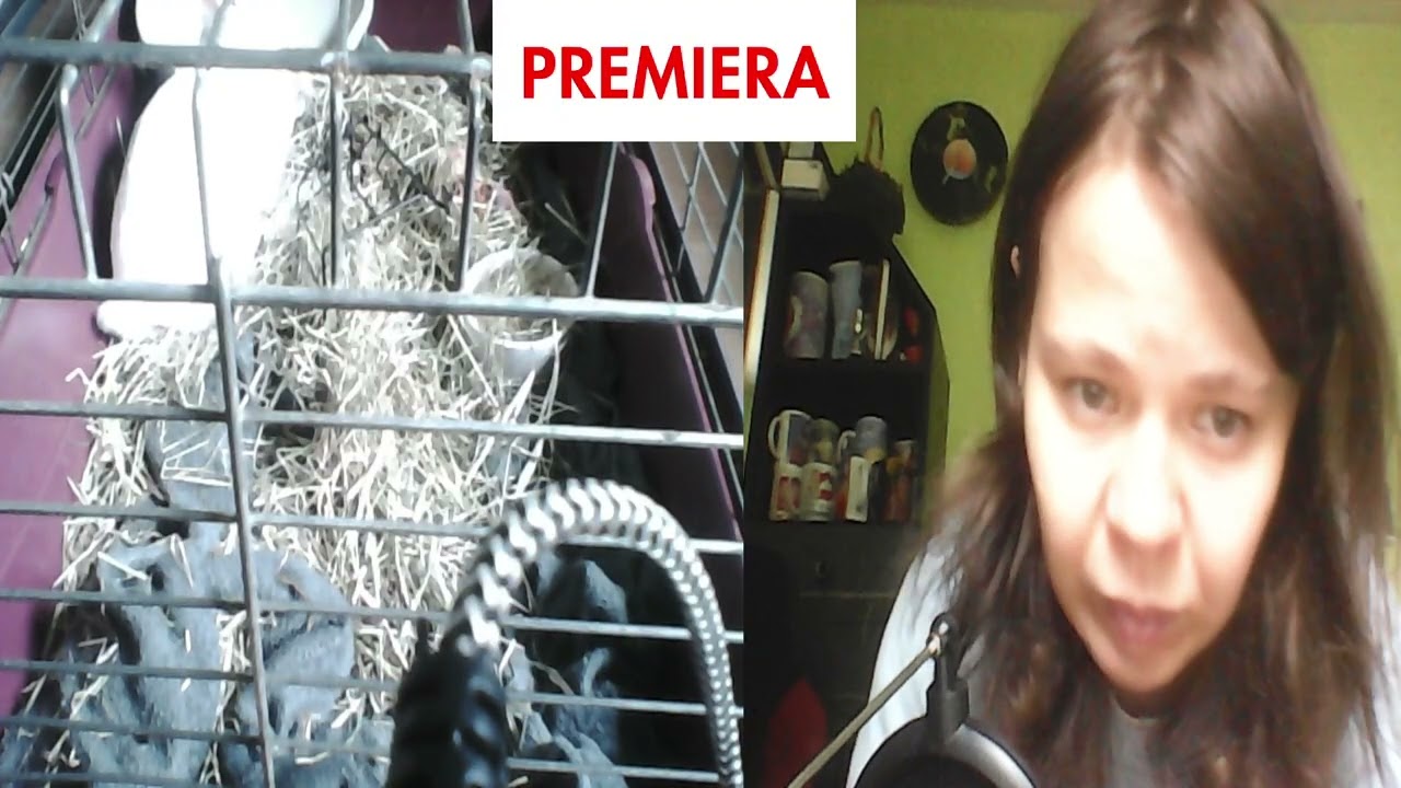 #nażywo Choroby Skóry - Zapalenie Skóry Podeszwy U Królika #premiera #króliki