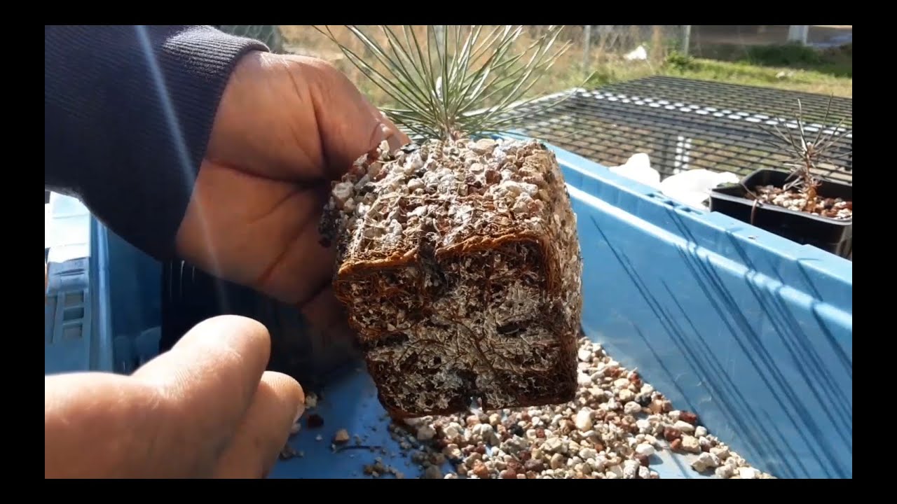 Growing Japanese Black Pine From Seed for Bonsai part 7 Feb' 2021 repotting/wiring up 2yr olds