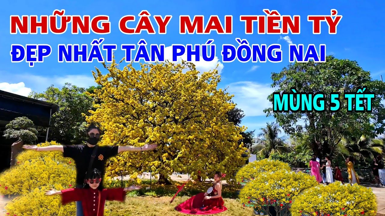 ĐỘC ĐÁO NHỮNG CÂY MAI TIỀN TỶ ĐẸP NHẤT TÂN PHÚ ĐỒNG NAI