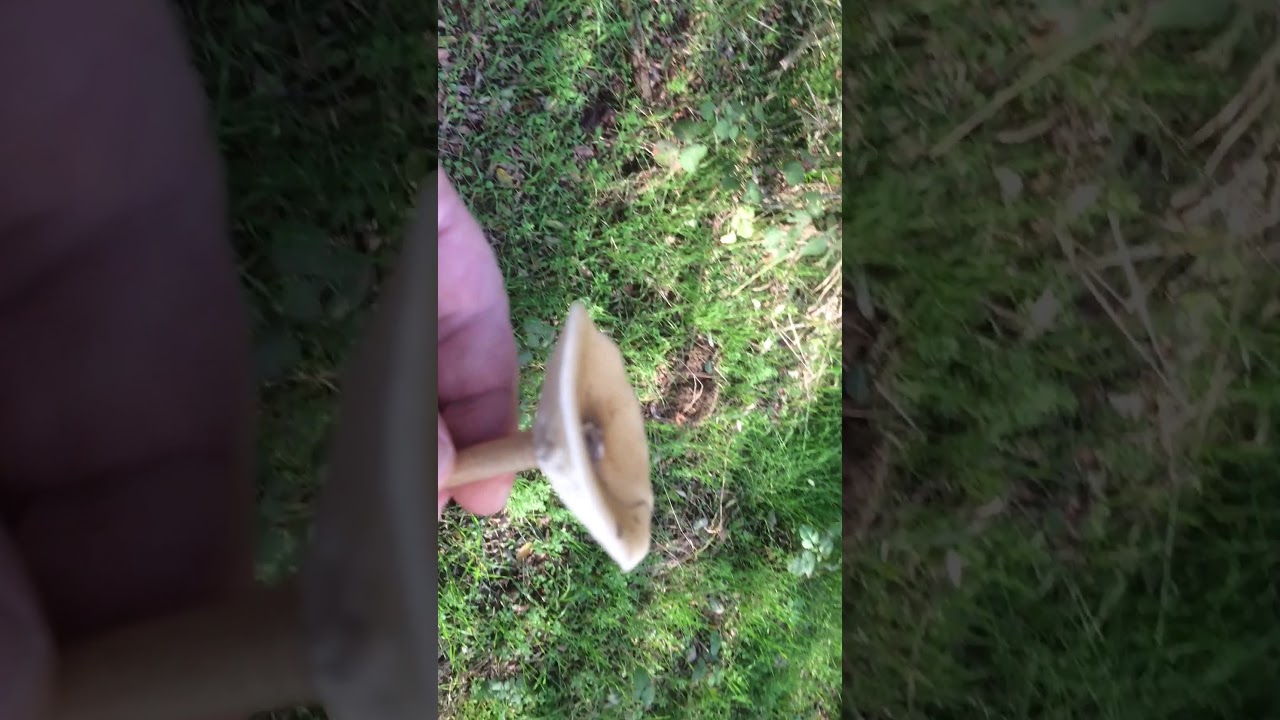 Clitocybe gibba