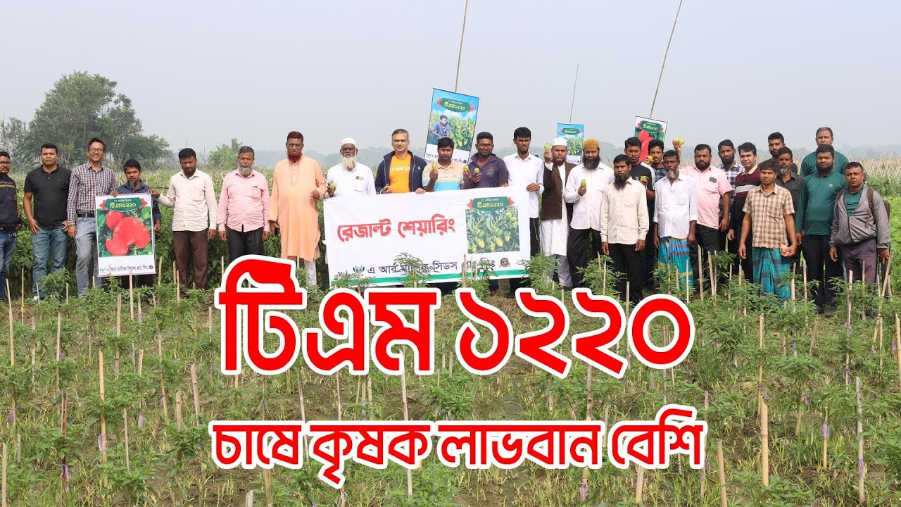 টিএম ১২২০ হাইব্রিড টমেটো চাষে লাভবান কুমিল্লার কৃষক