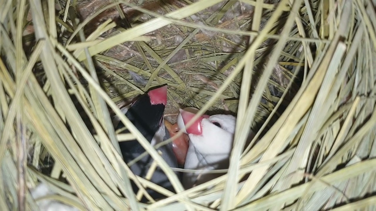 انتاج طائر الجاوا.. و اخيرا.فسيخيطو ولا اب 😅❤️🦜
