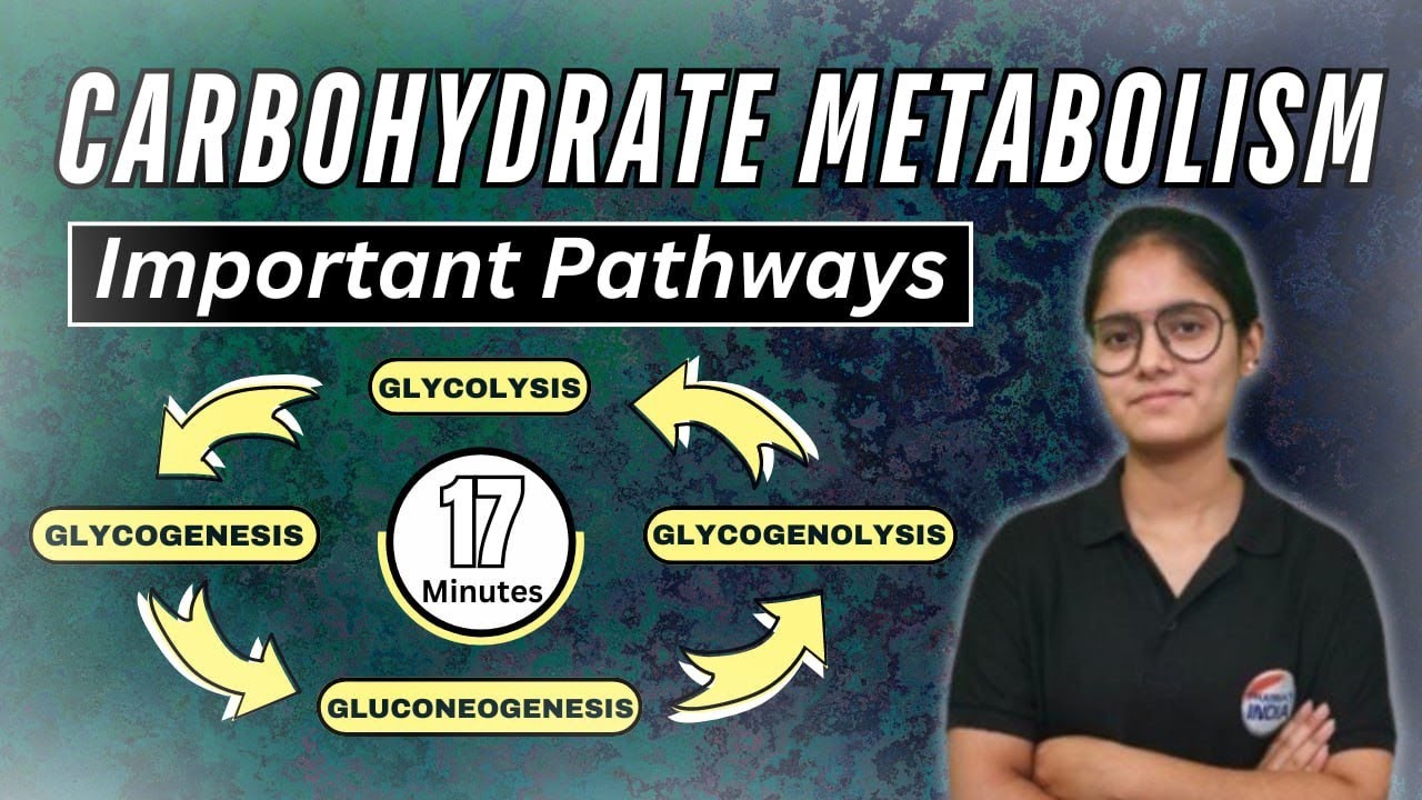 Carbohydrates Metabolism | Glycolysis | Glycogenolysis | Glycogenesis | Gluconeogenesis