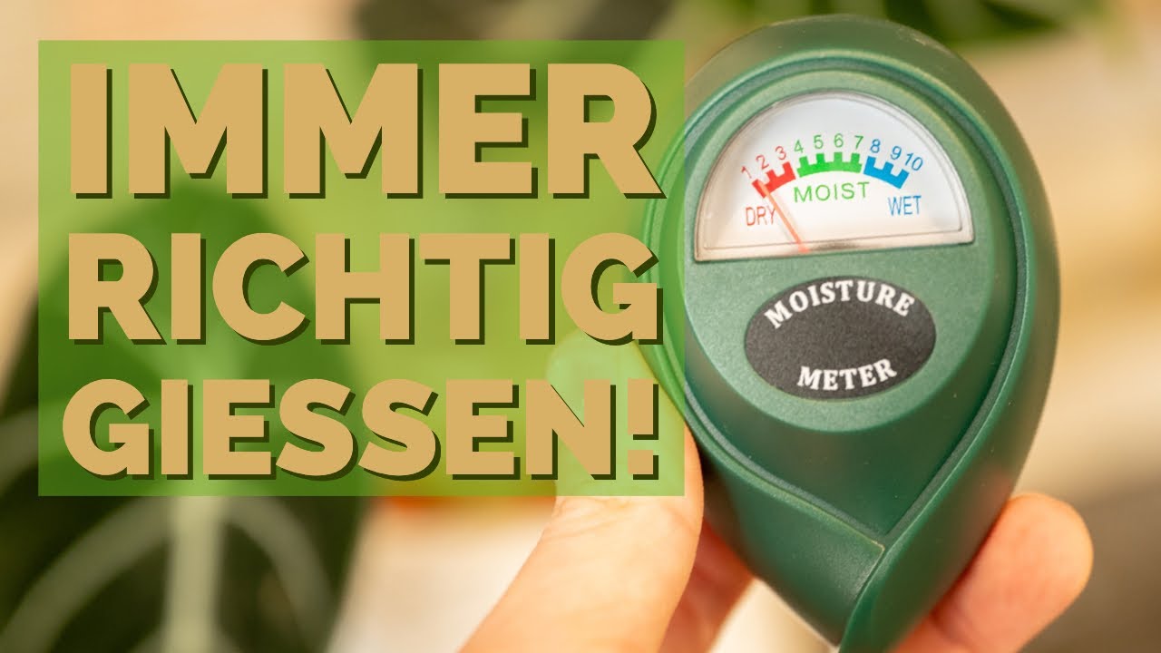Pflanzen immer richtig gie&szlig;en: Bodenfeuchte-Tester statt Gie&szlig;anzeiger