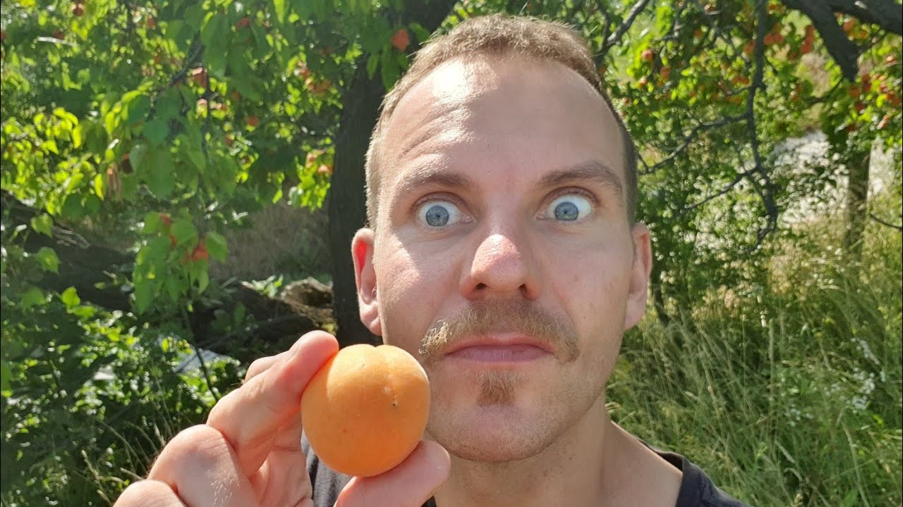 I am picking fruit for you!