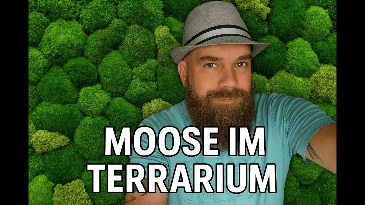 MOOS IM TERRARIUM Re-Upload