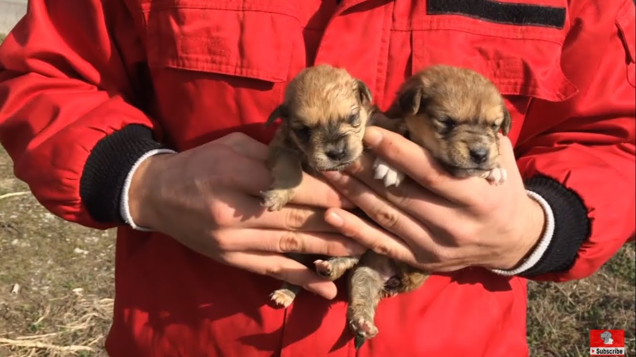 Saved two beautiful puppies three weeks old.