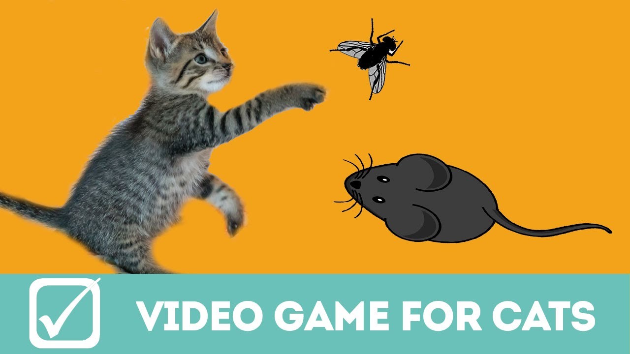 Video gioco per gatti, il topo e la mosca (con suono!)