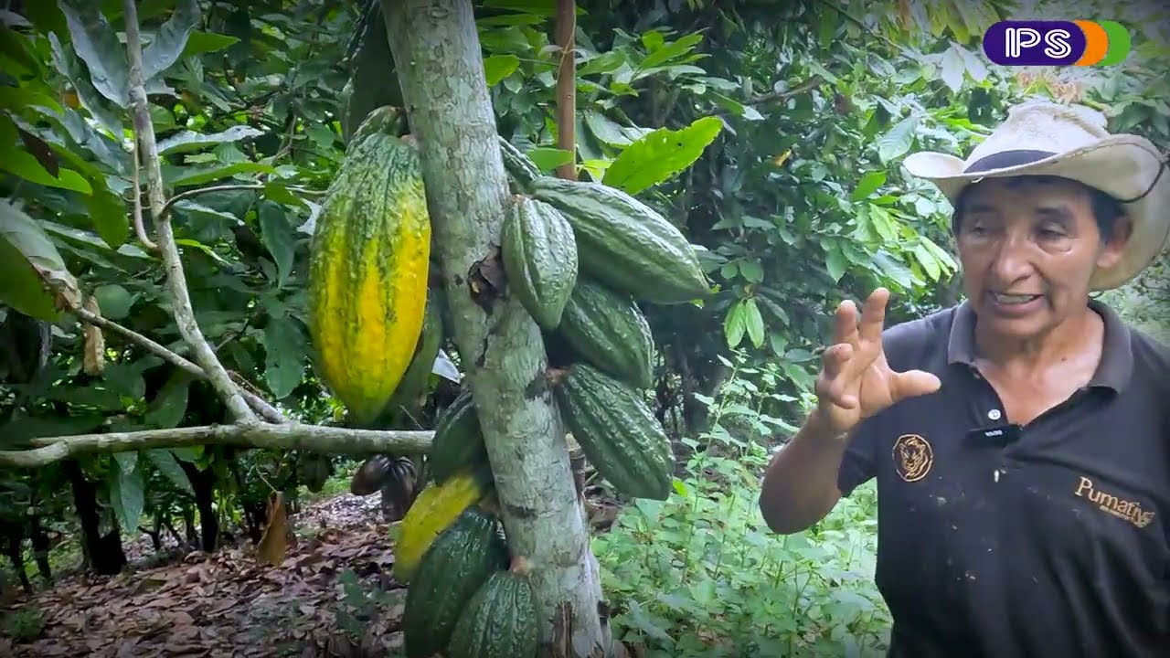 X LAS RUTAS DEL CACAO / VISITA A LA FINCA SOL NACIENTE DE PUMATIY