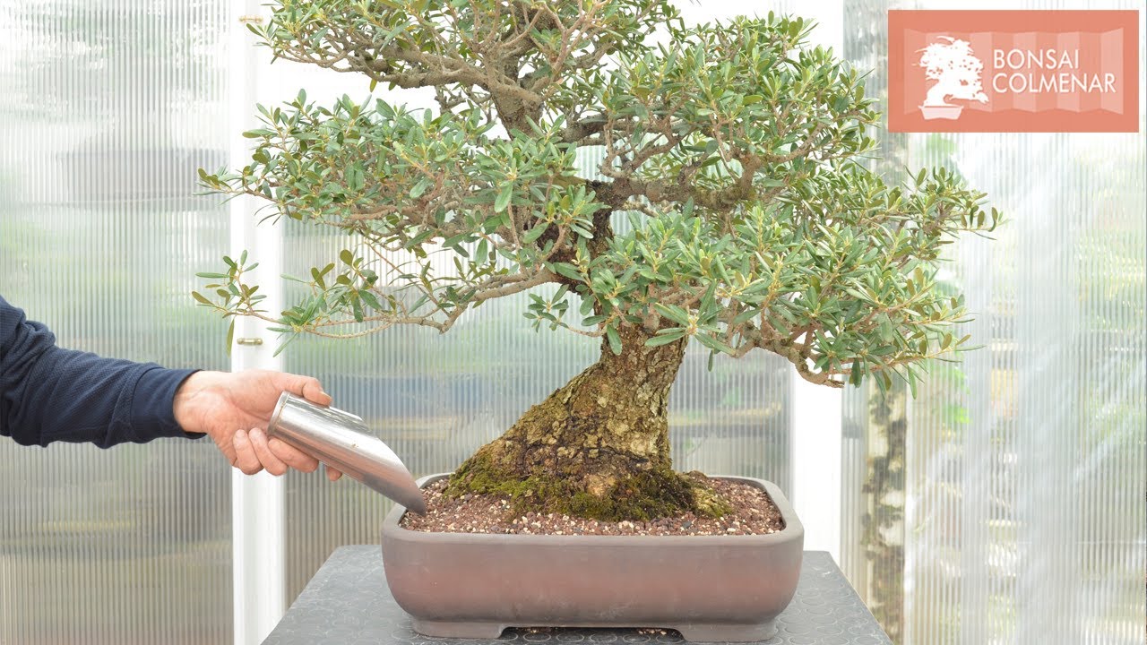 Trasplante de olivo- Bonsai Colmenar