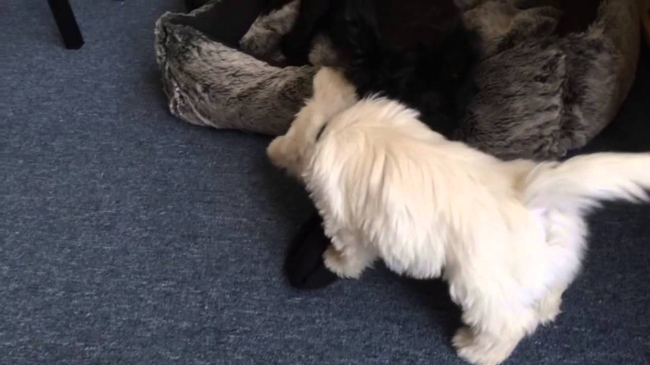 Fergus the Westie - 10 weeks old