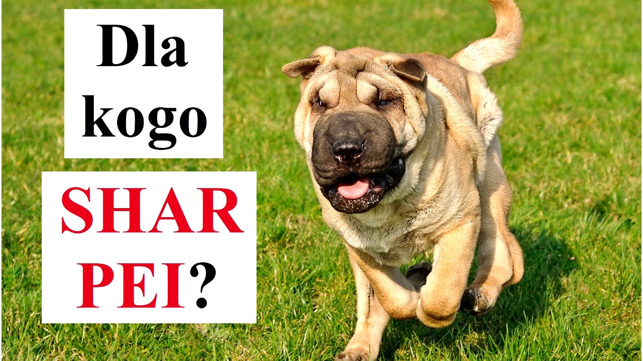 Dla kogo SHAR PEI