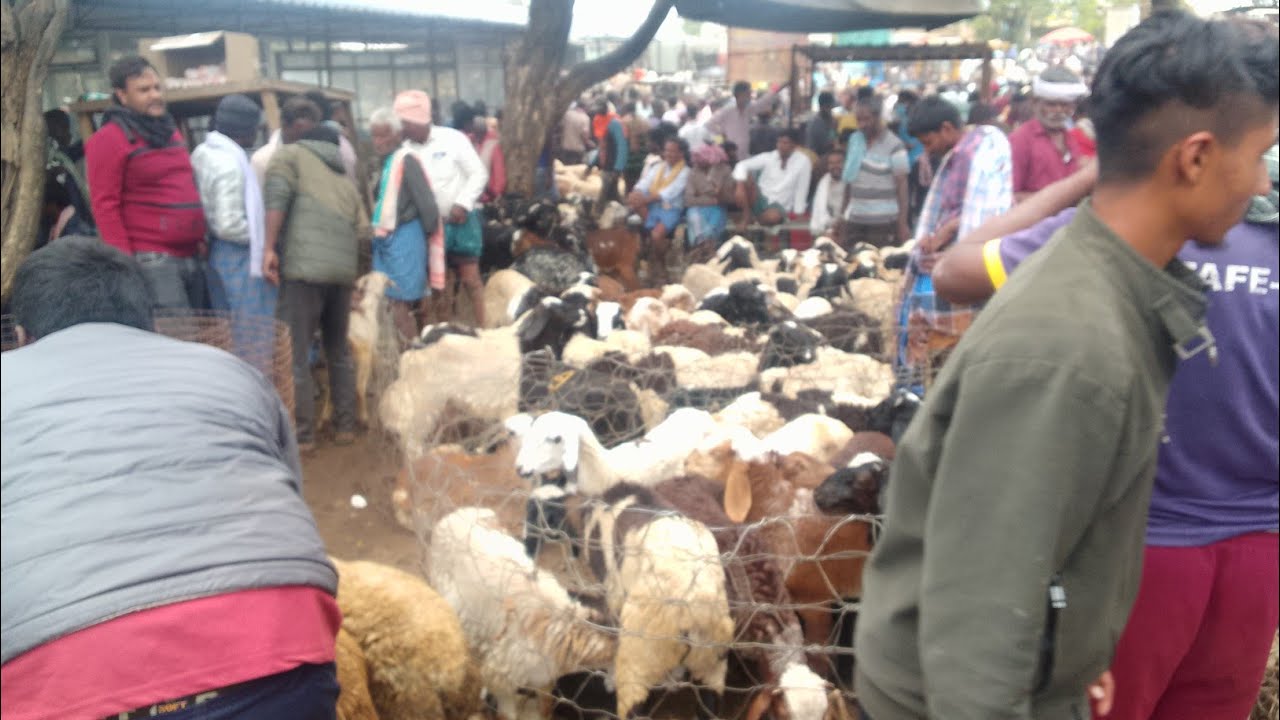 Every Saturday akki rampura sheep goat market @ tiptur kala madhyama 