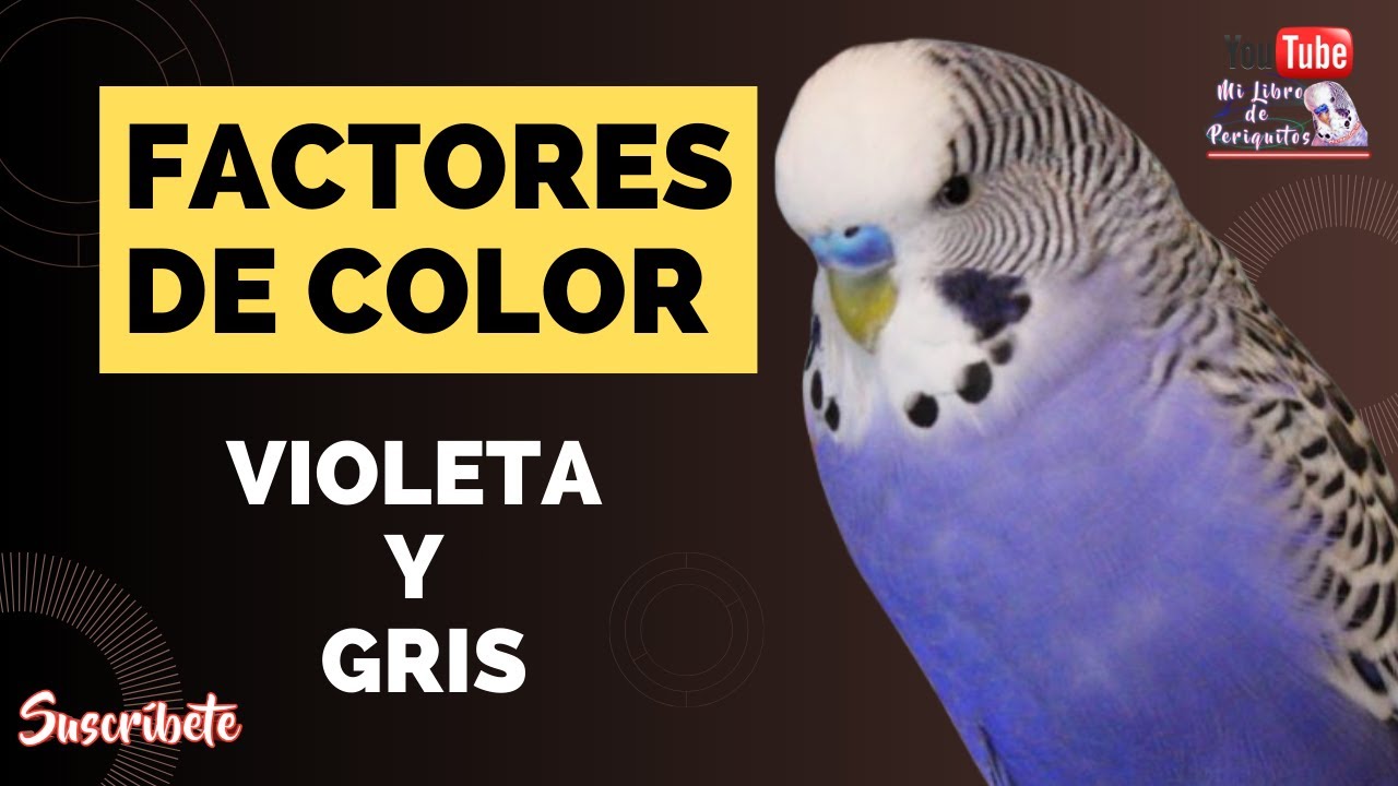 Factor Violeta y Factor Gris en Periquitos Introducción