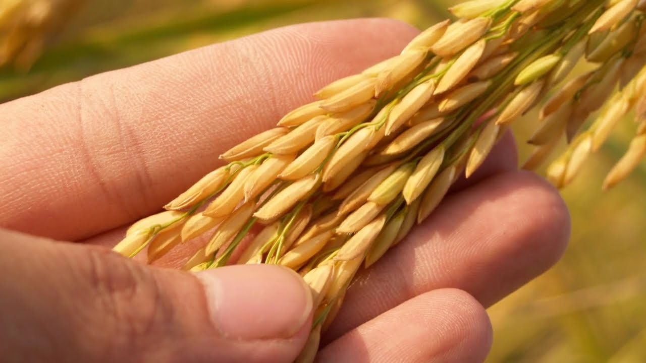 How to Grow and Harvest White Rice Step by Step Guide