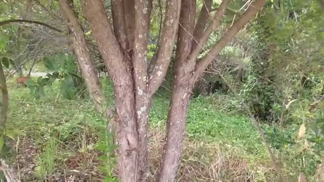 New Zealand Native Plants Kanuka & Manuka