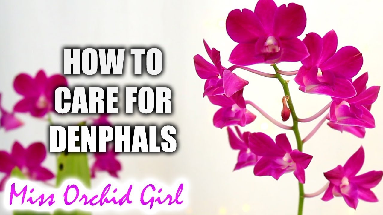 How to grow Dendrobium Phalaenopsis Orchids successfully | Complete care guide