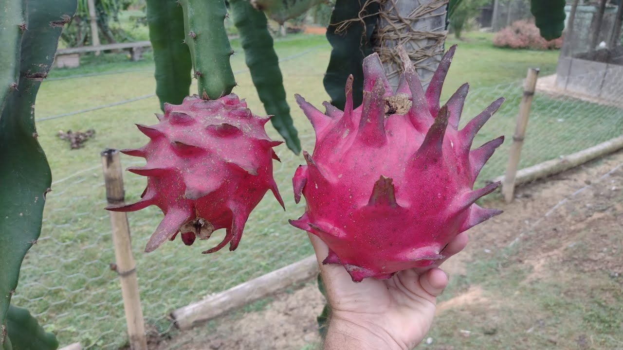 PITAYA VERMELHA PAULISTA OU VERMELHO FORTE! Bem grandinha! ##dragonfruit #pitahaya #frutaexotica