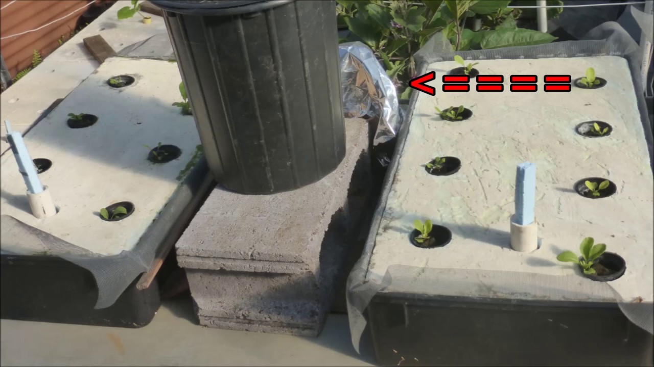 Auto watering Kratky Hydroponic Tanks to Grow Multi cuttings of 'Adagio'  Arugula