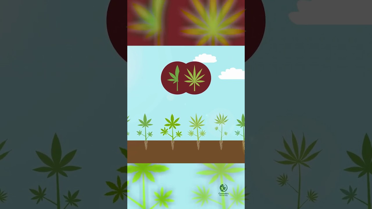 Hydroponics vs Soil The Ultimate Debate for Growing Cannabis