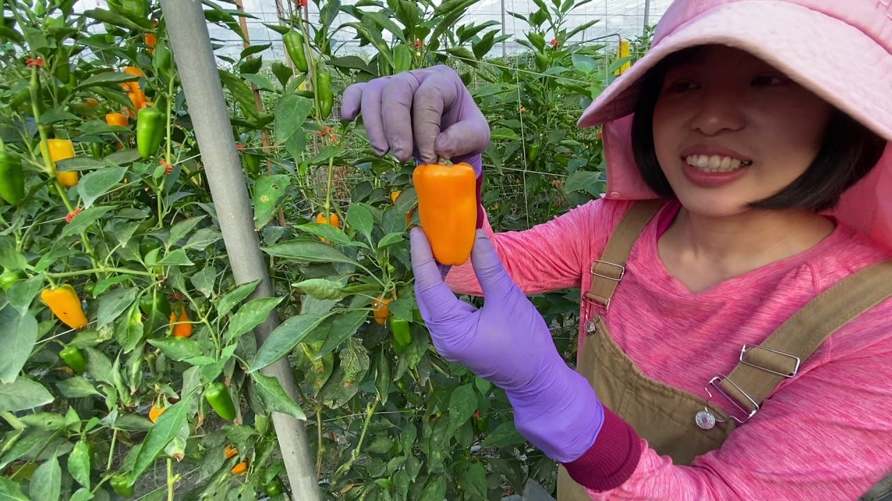 水果甜椒生長與風味｜友善耕種