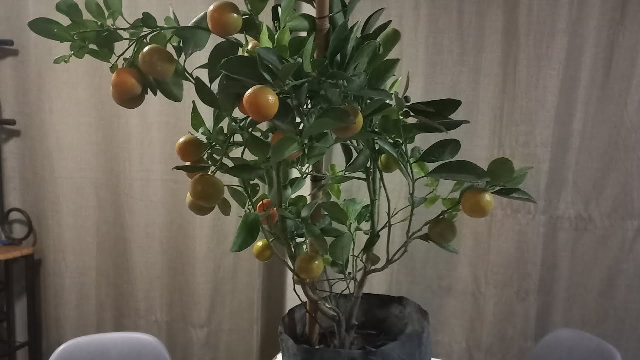 Mandarino. Nuestro 1er. árbol con fruto.