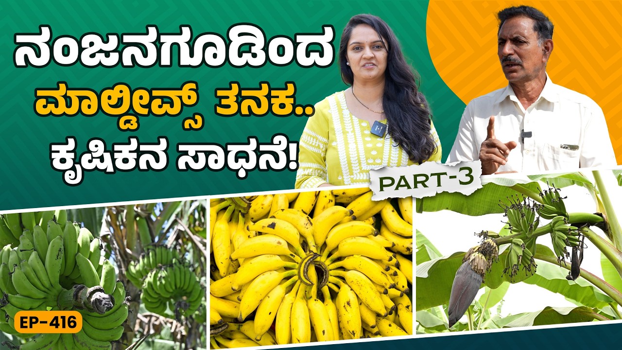 EP-416 | ನಂಜನಗೂಡು ರಸಬಾಳೆ ಉಳಿಸುವ ಕ್ರಾಂತಿ! | Farmer Nanjundaswamy | GSS MAADHYAMA