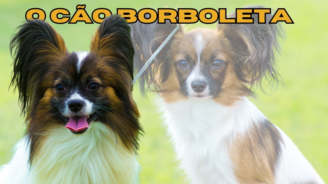 O cachorro borboleta: Tudo o que você precisa saber sobre o Papillon