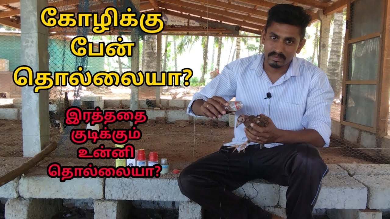 கோழி பேனுக்கு தீர்வு|How to remove hen lice in tamil
