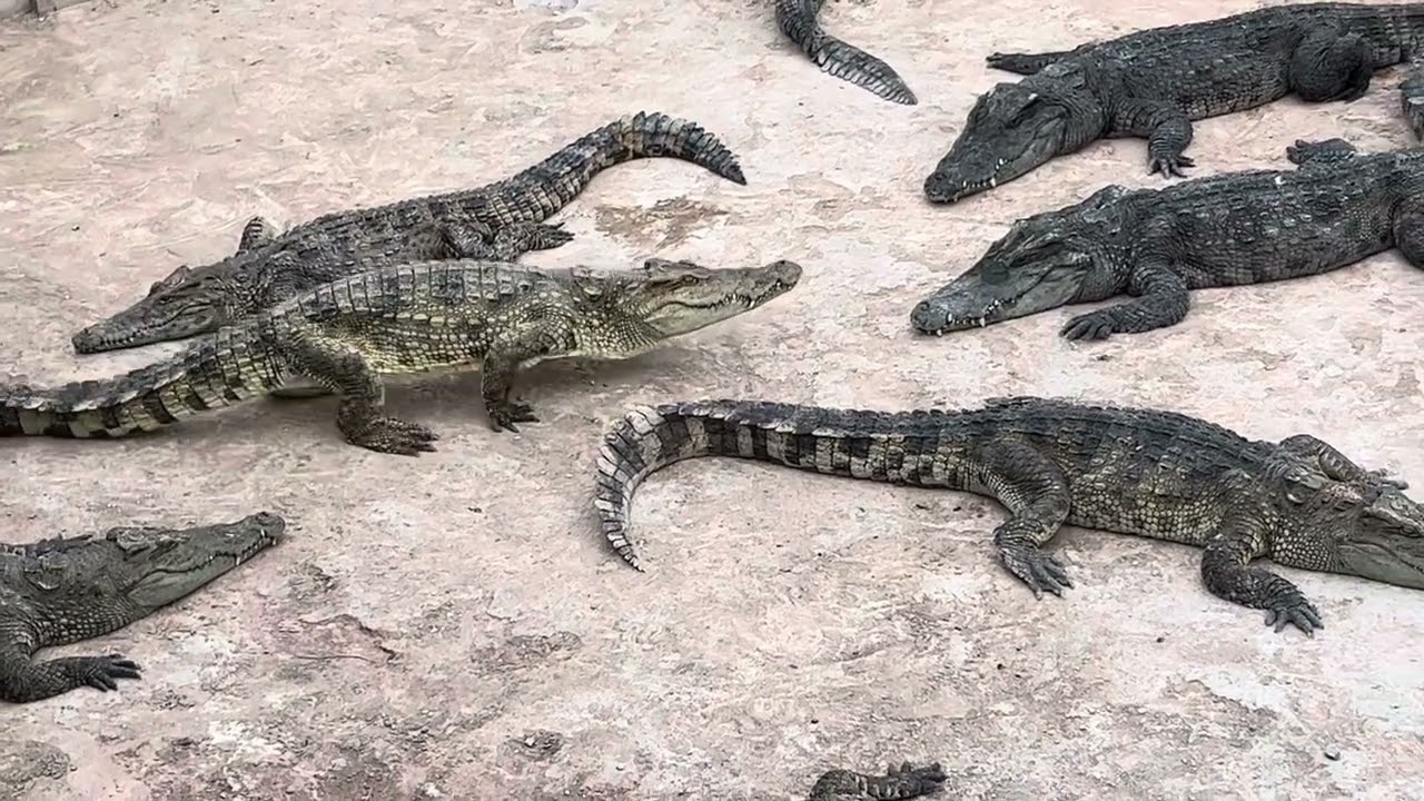 Crocodiles video amazing, Crocodiles video show in rural farm. Crocodiles animal
