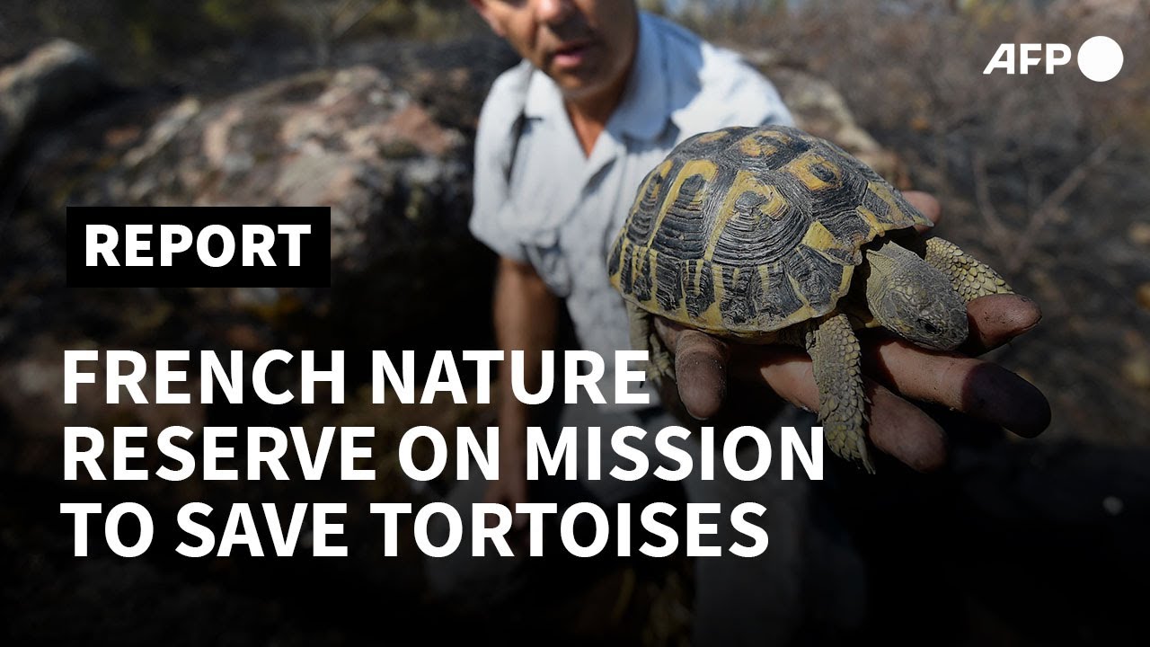 French nature reserve on a mission to save tortoises from wildfires | AFP