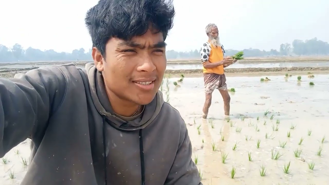 জমিতে ধান লাগানোর কাজ চলছে || Working time in the field || village life ||
