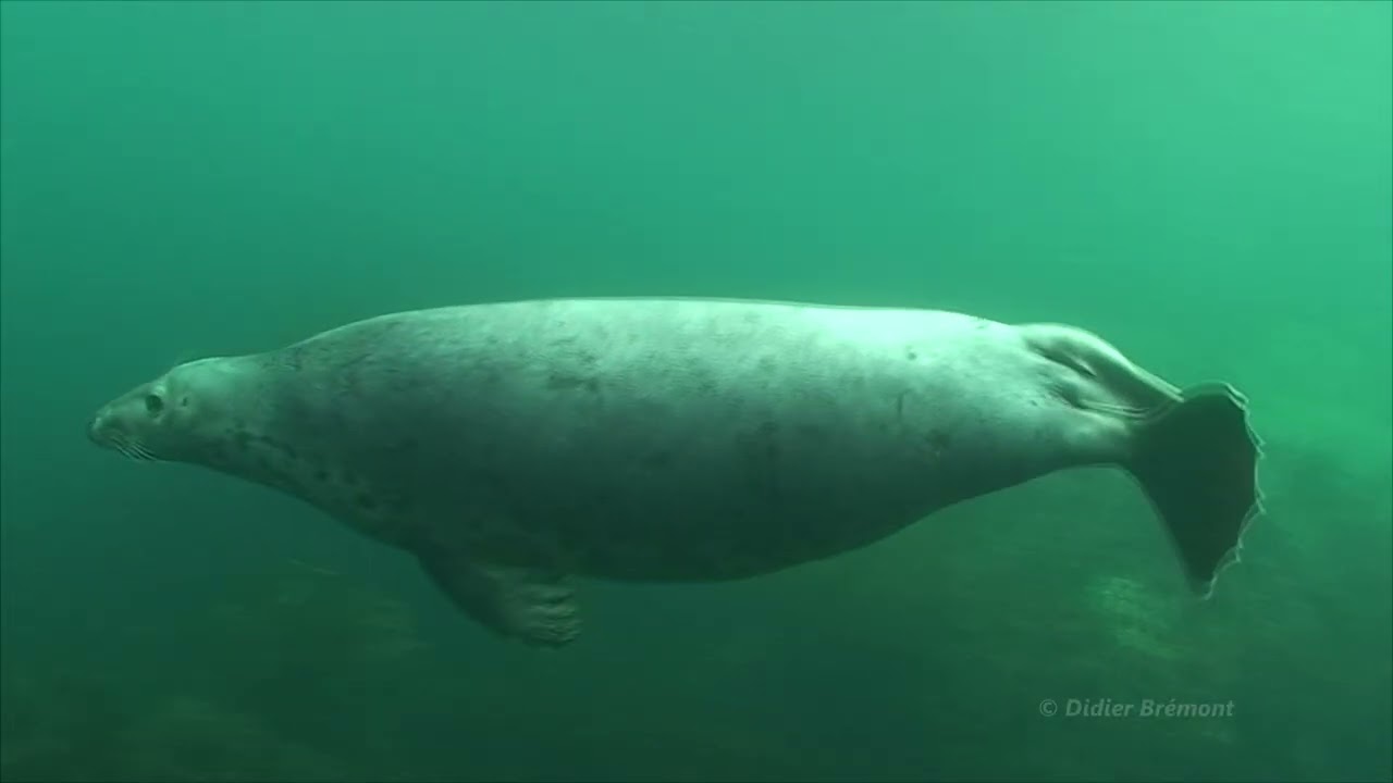 Le phoque gris Halichoerus grypus BRETAGNE