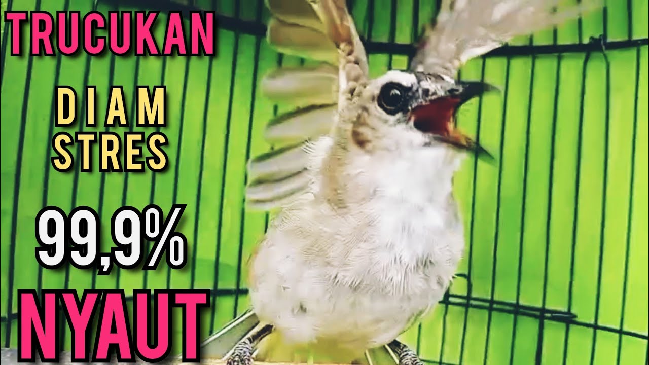 Trucukan Ombyokan trucuk Bahan PAUT BISU STRES AGAR BUNYI GACOR PUTARKAN PANCINGAN INI 99,9% NYAUT 