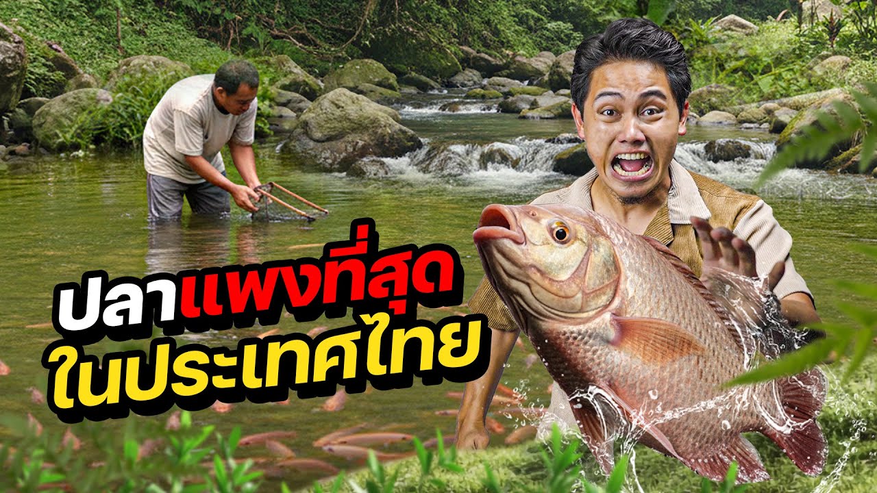ตามล่า “ราชาแห่งปลา” ปลาที่แพงที่สุดในประเทศไทย !! 