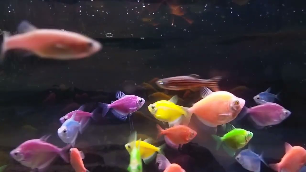bunte Fische 🐠🐟