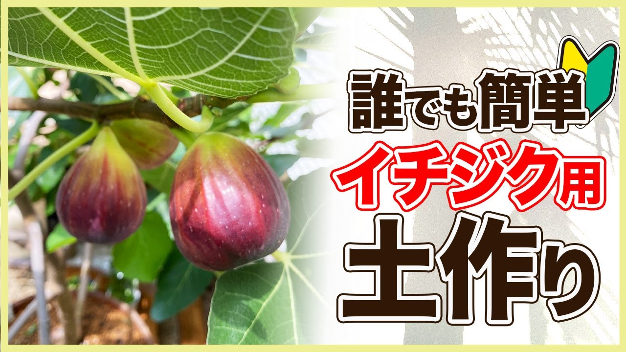 【イチジク 】夏から秋に植え替えするとどうなる？土作りも全て見せます！（いちじくの育て方）
