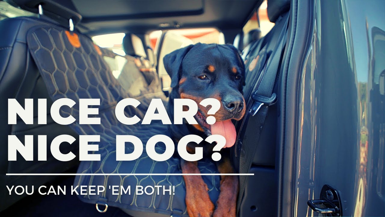 PROTECTING YOUR LUXURY VEHICLE FROM YOUR LUXURY PET