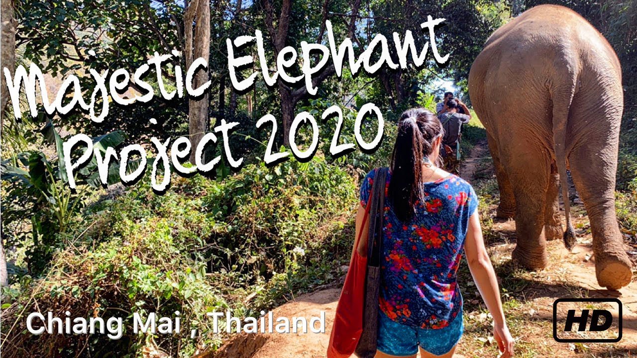 Majestic Elephant Project 2020 / Chiang Mai Thailand / NO RIDE Rescue / Read Description Below 1080P