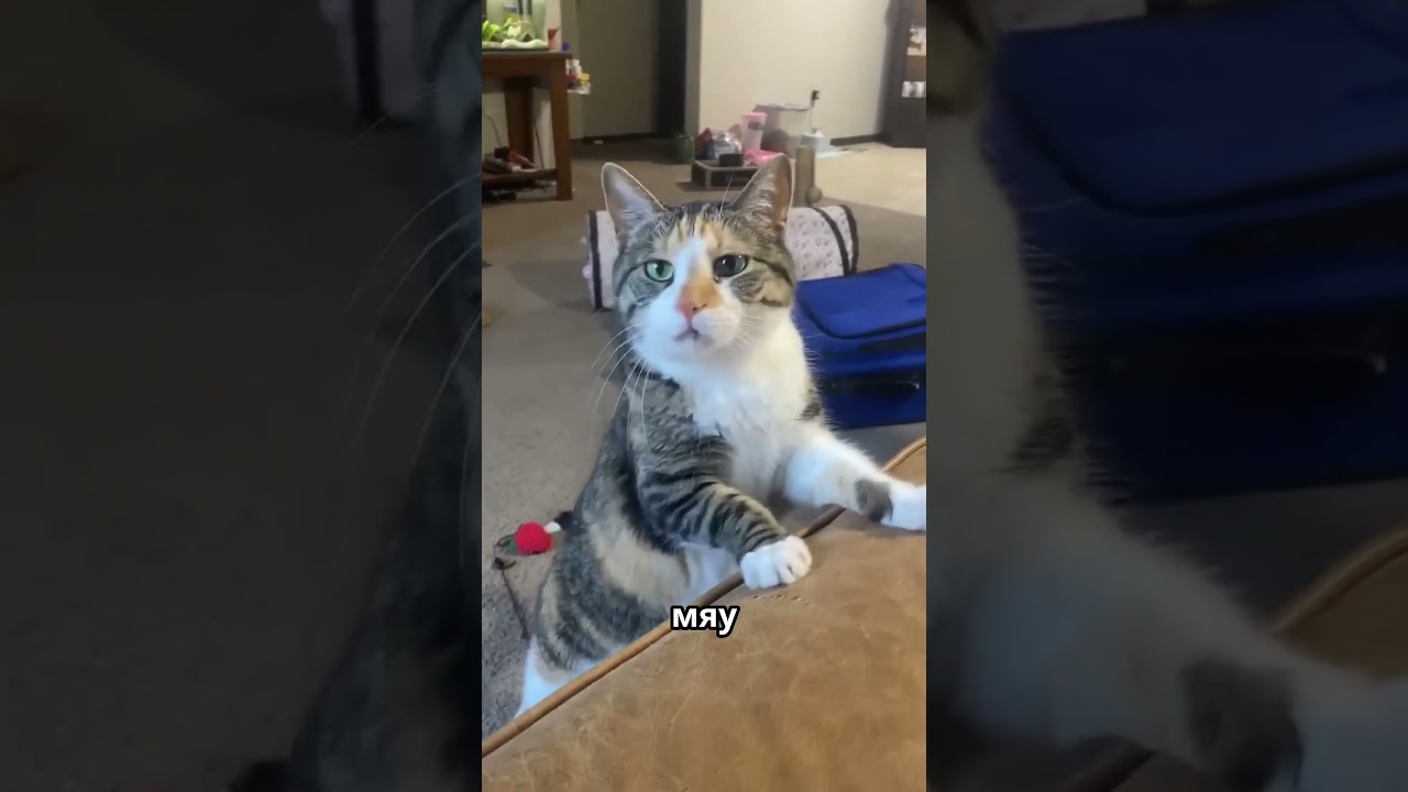 Мастер настойчивости. Как этот кот требует еду. #новости #новость #shorts
