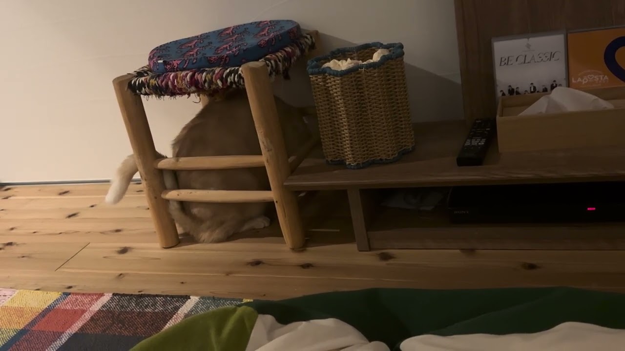 ネズミを探してる猫