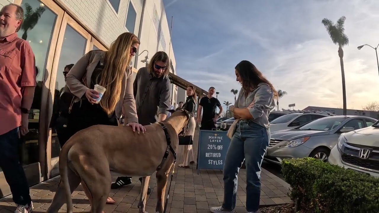 Cash 2.0 Great Dane meeting new people in Malibu 39