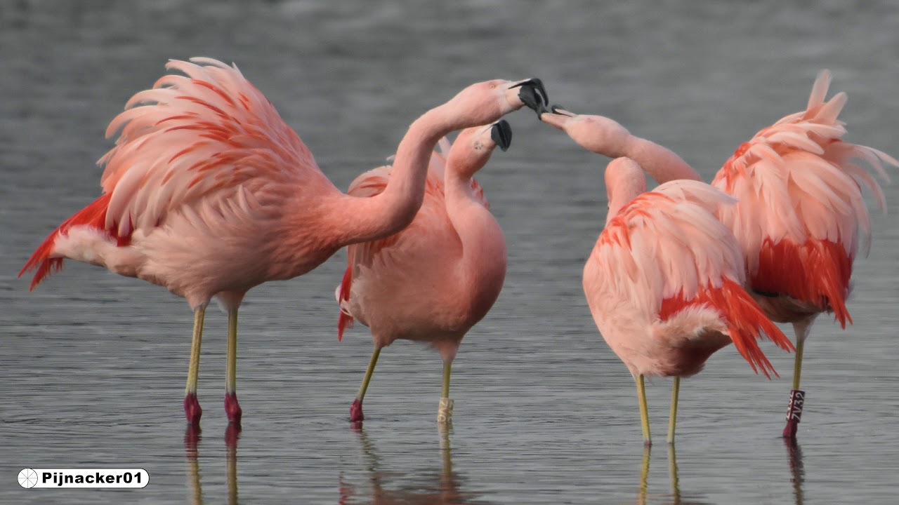 Flamingos in The Netherlands
