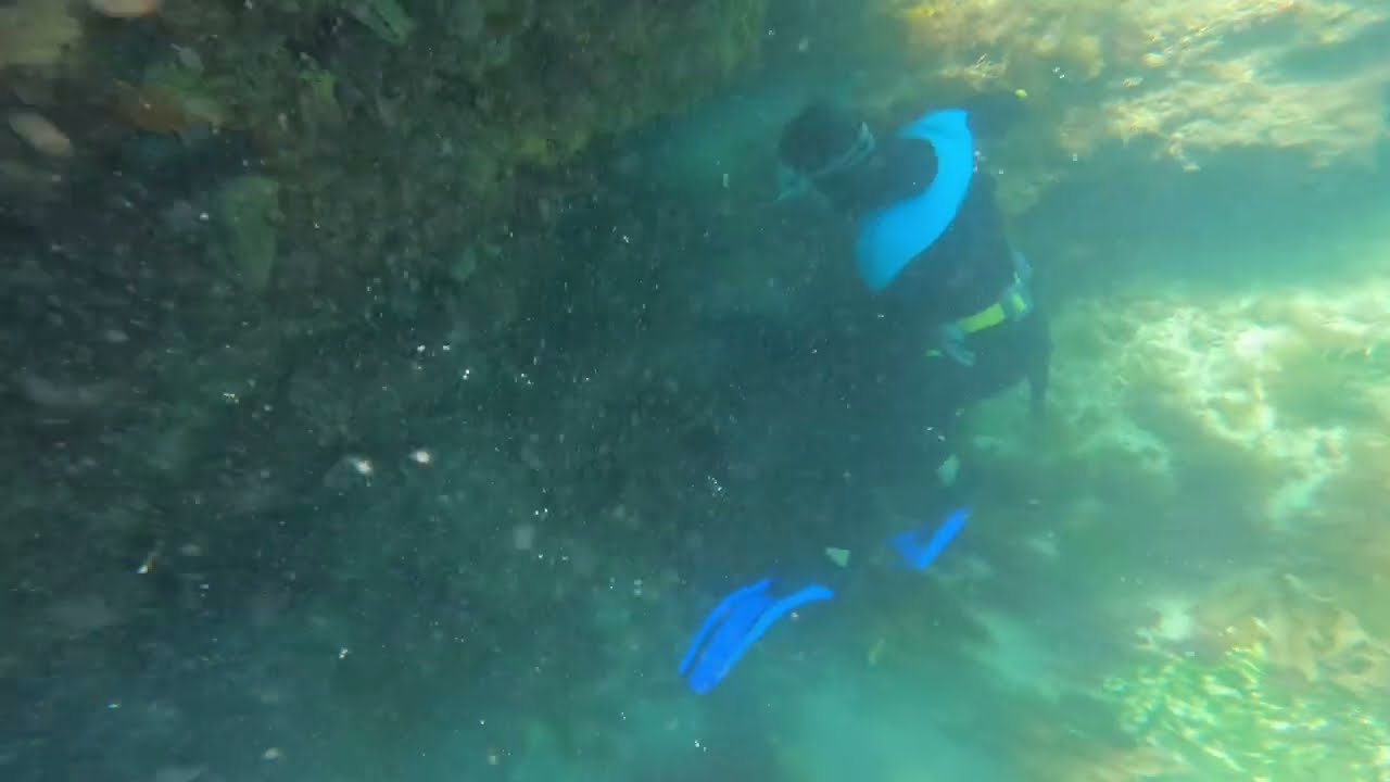 FREE DIVING FOR CRAYFISH IN SHARK ALLEY , GARDEN ISLAND ROCKINGHAM WESTERN AUSTRALIA