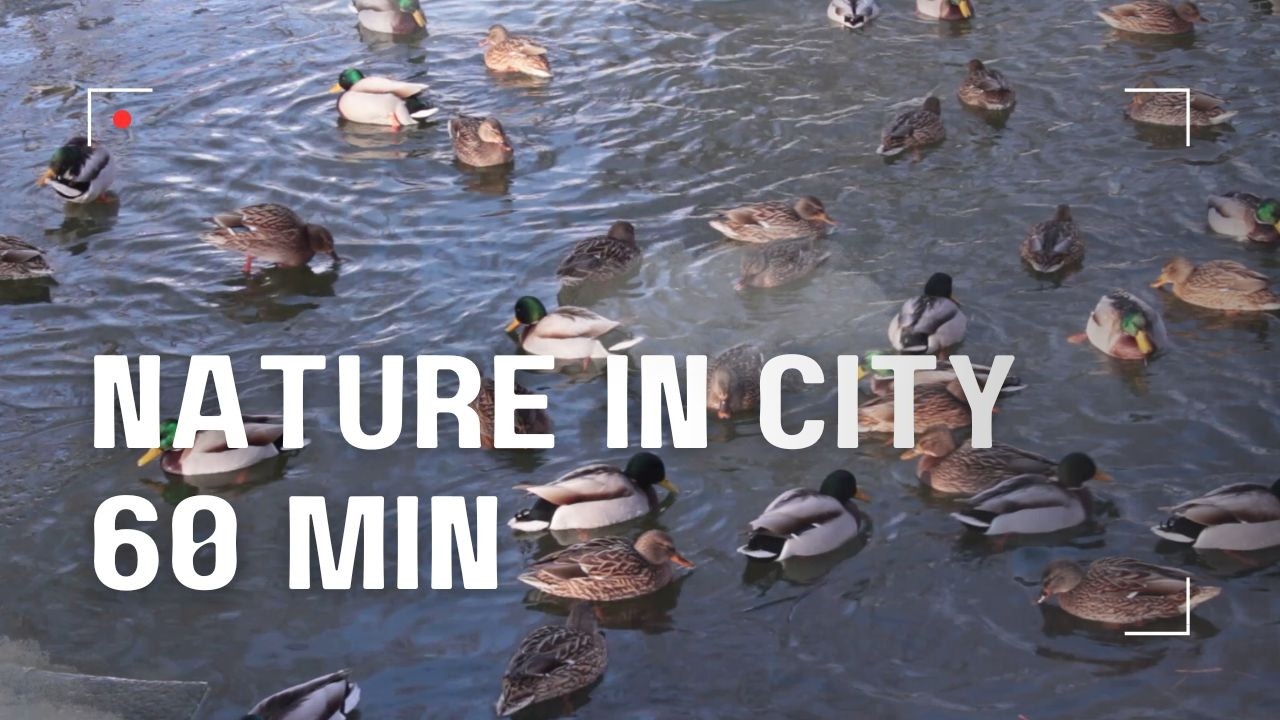 Urban Nature Escape | Wild Ducks Swimming in a City Lake | Relaxing Sounds