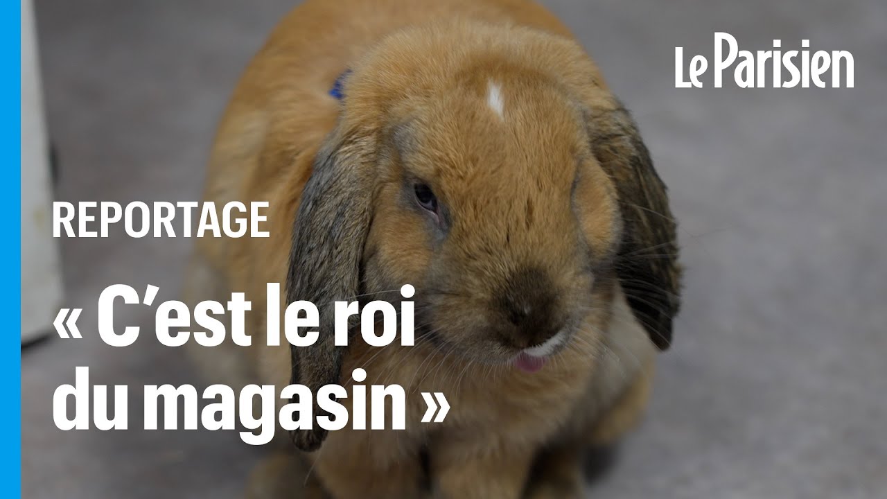 Pumba, le lapin en liberté dans les allées du Truffaut Montparnasse et star des réseaux sociaux