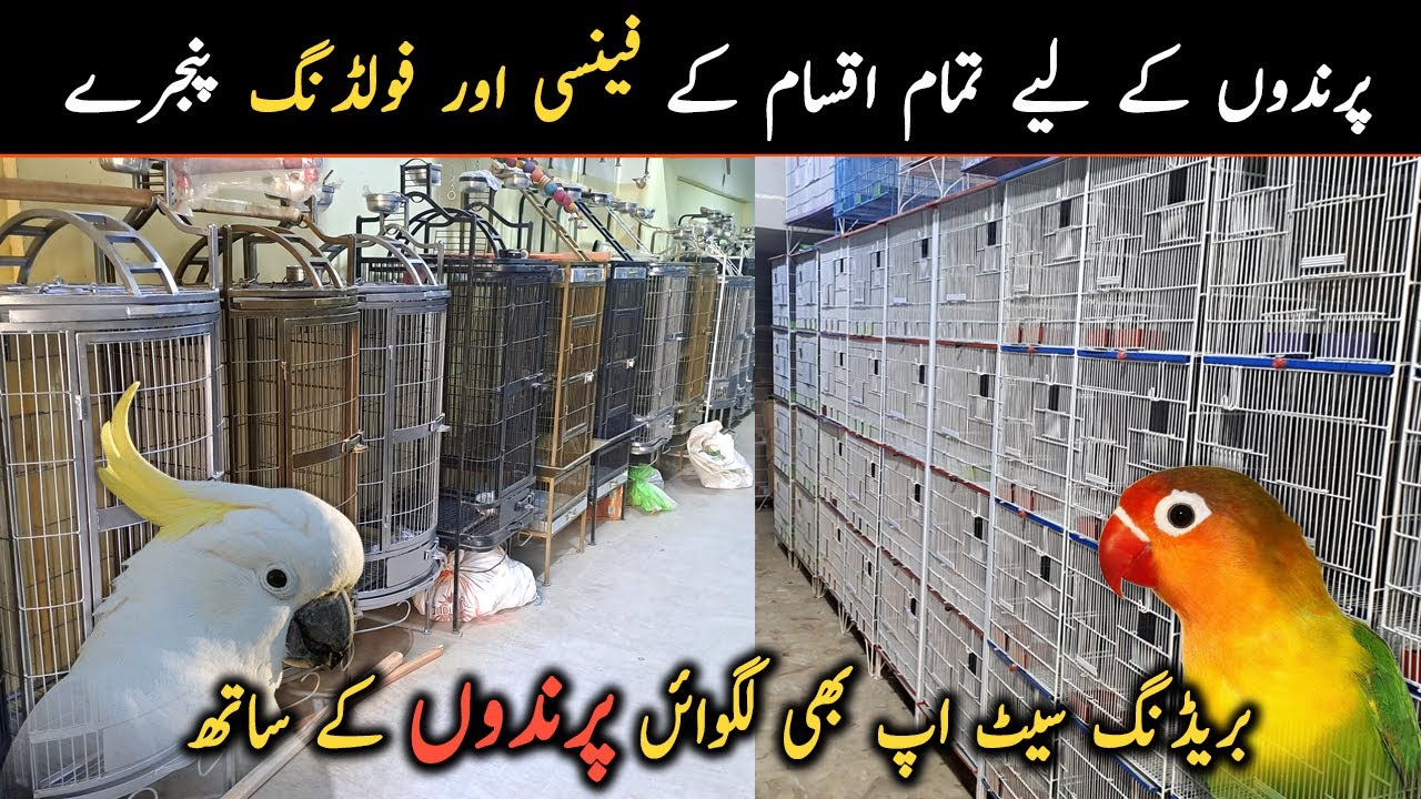 Visited Exotic Birds Cage Shop in Karachi | All New Varieties Fancy & Folding Cages For Birds